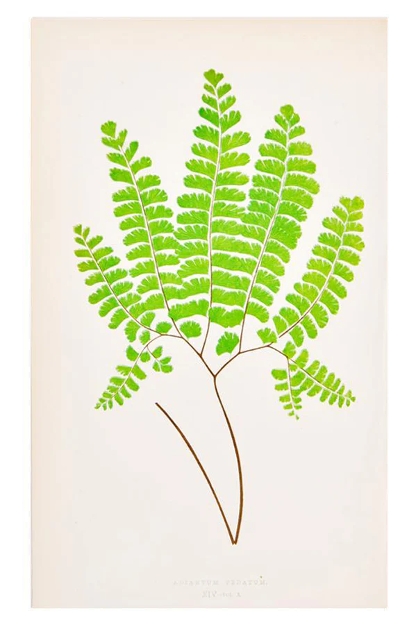 Vintage Fern Print, Adiantum Pedatum