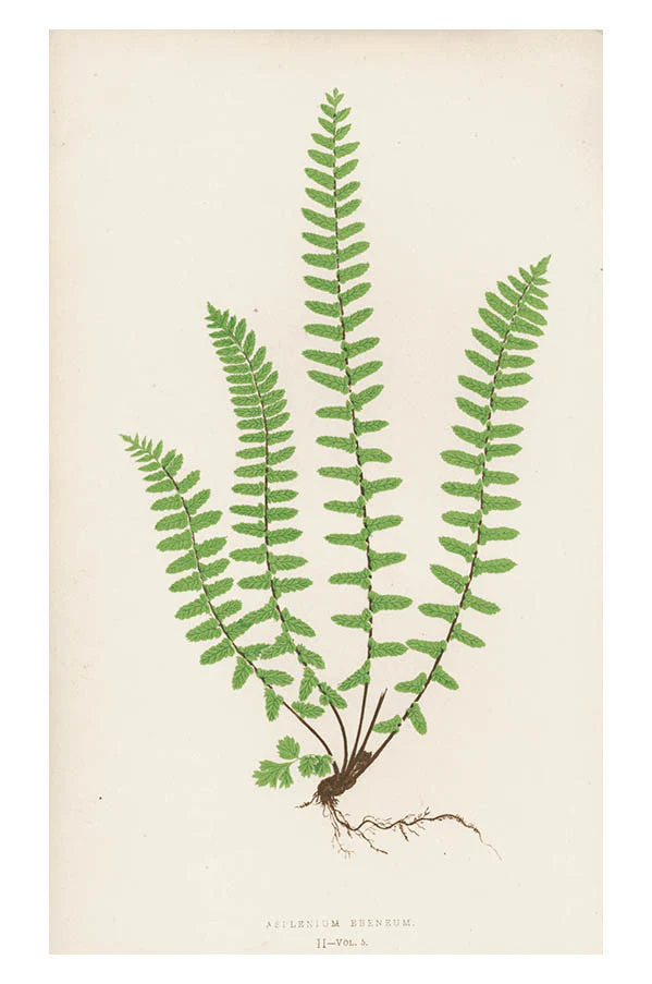 Vintage Fern Print, Asplenium Ebeneum