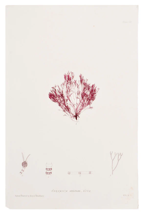 Ceramium Strictum Seaweed Print, c. 1872