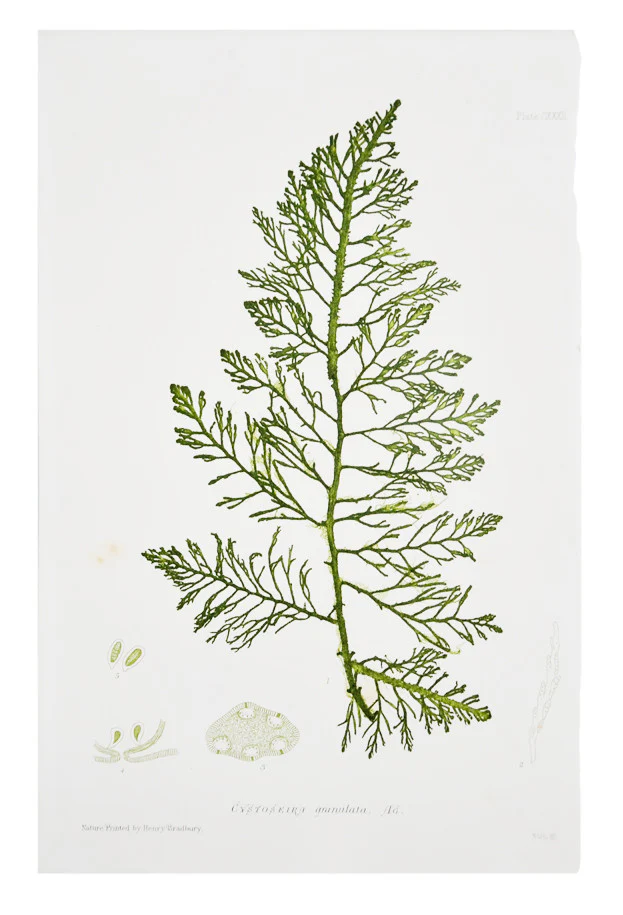Cystoseira Granulata Seaweed Print, c. 1872