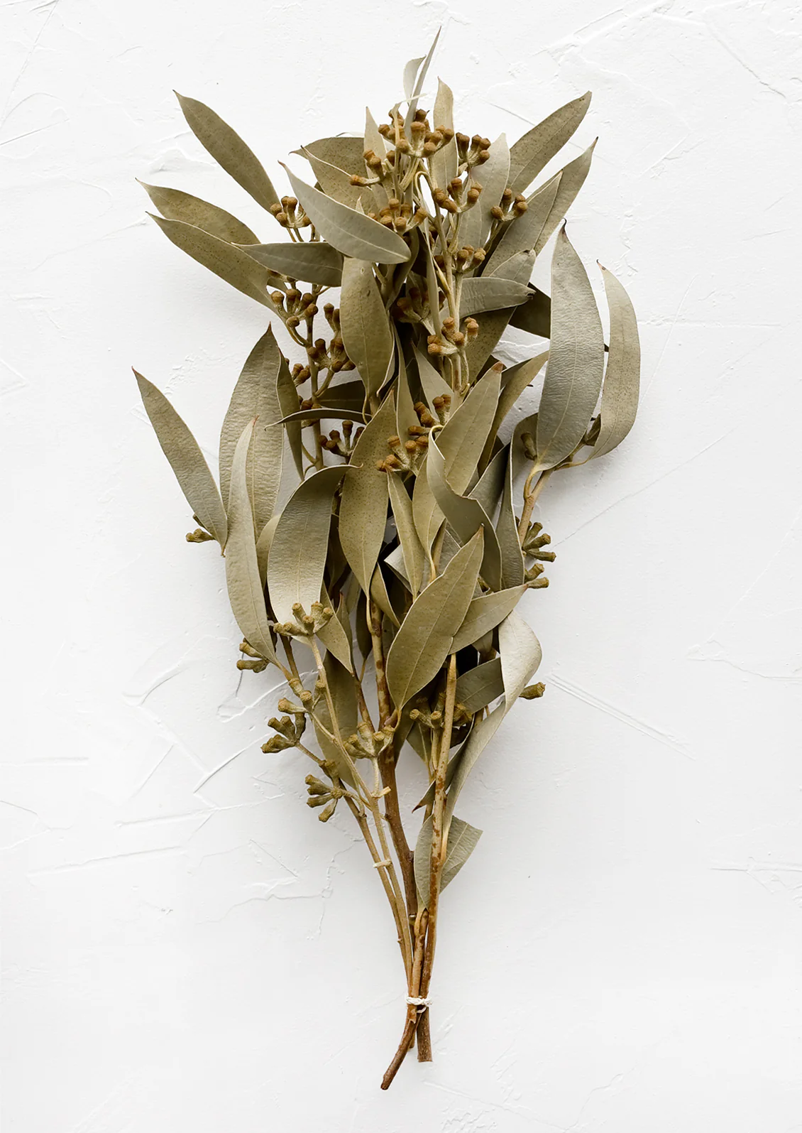 Dried Seeded Eucalyptus