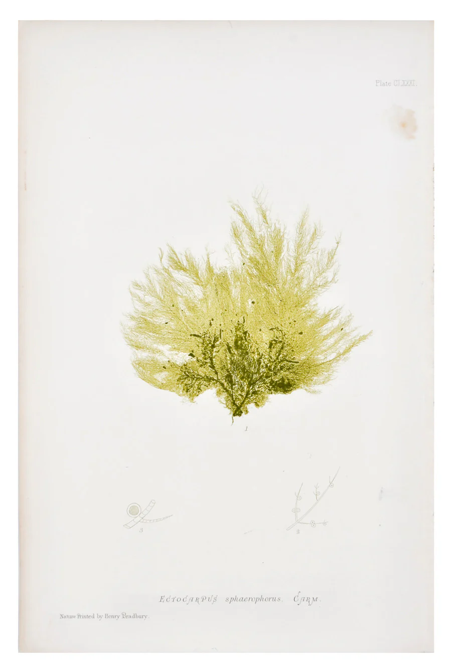 Ectocarpus Sphaerophorus Seaweed Print, c. 1872