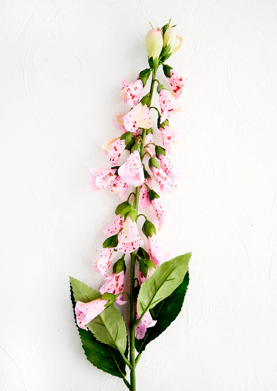 English Foxglove Stem