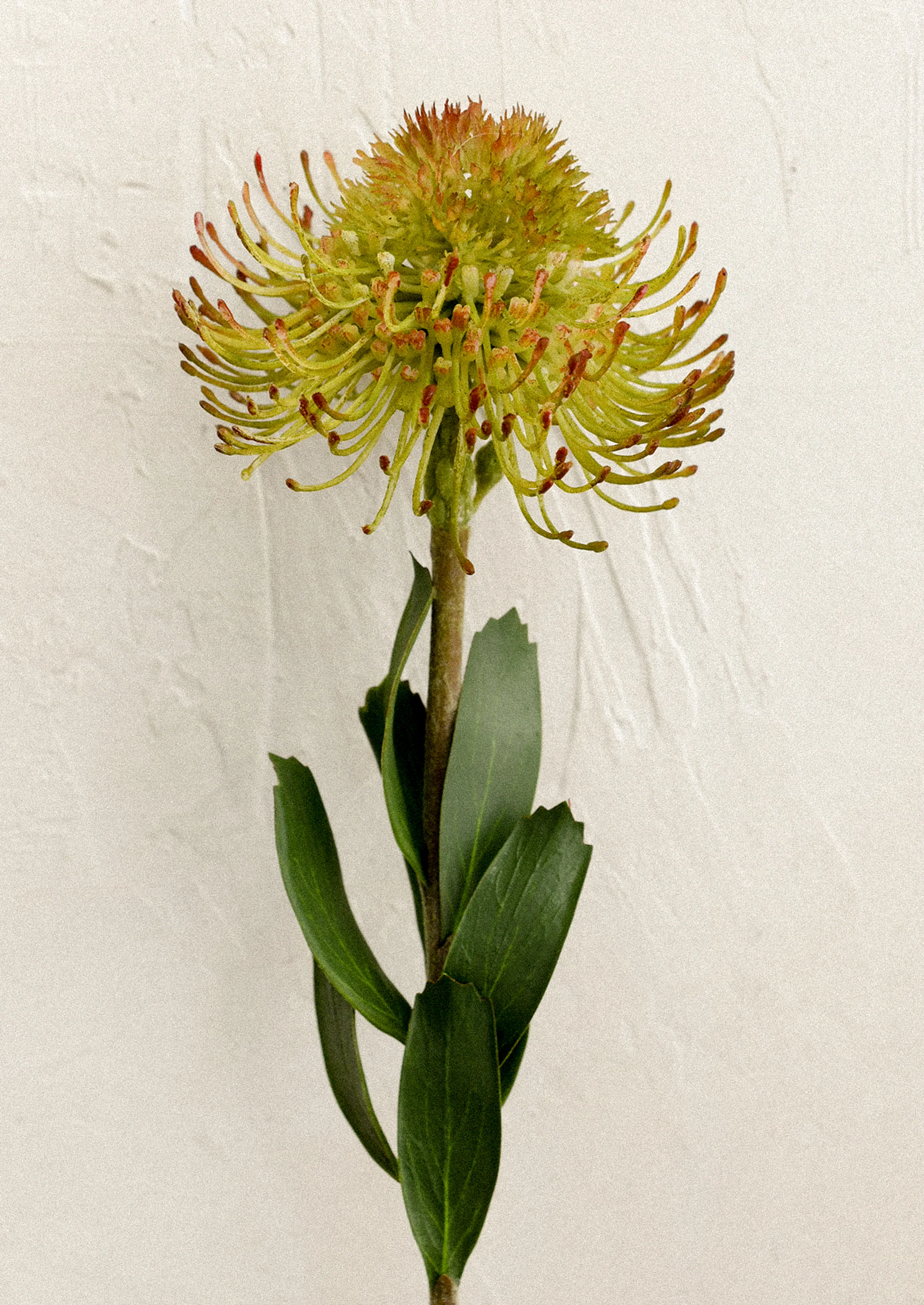 Faux Protea Stem