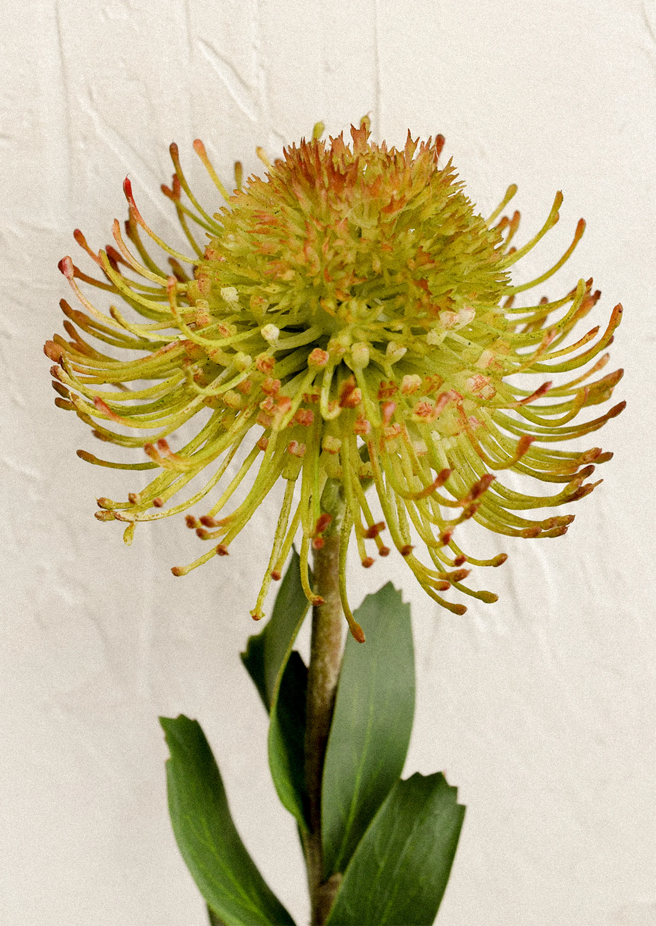 Faux Protea Stem - Image 2