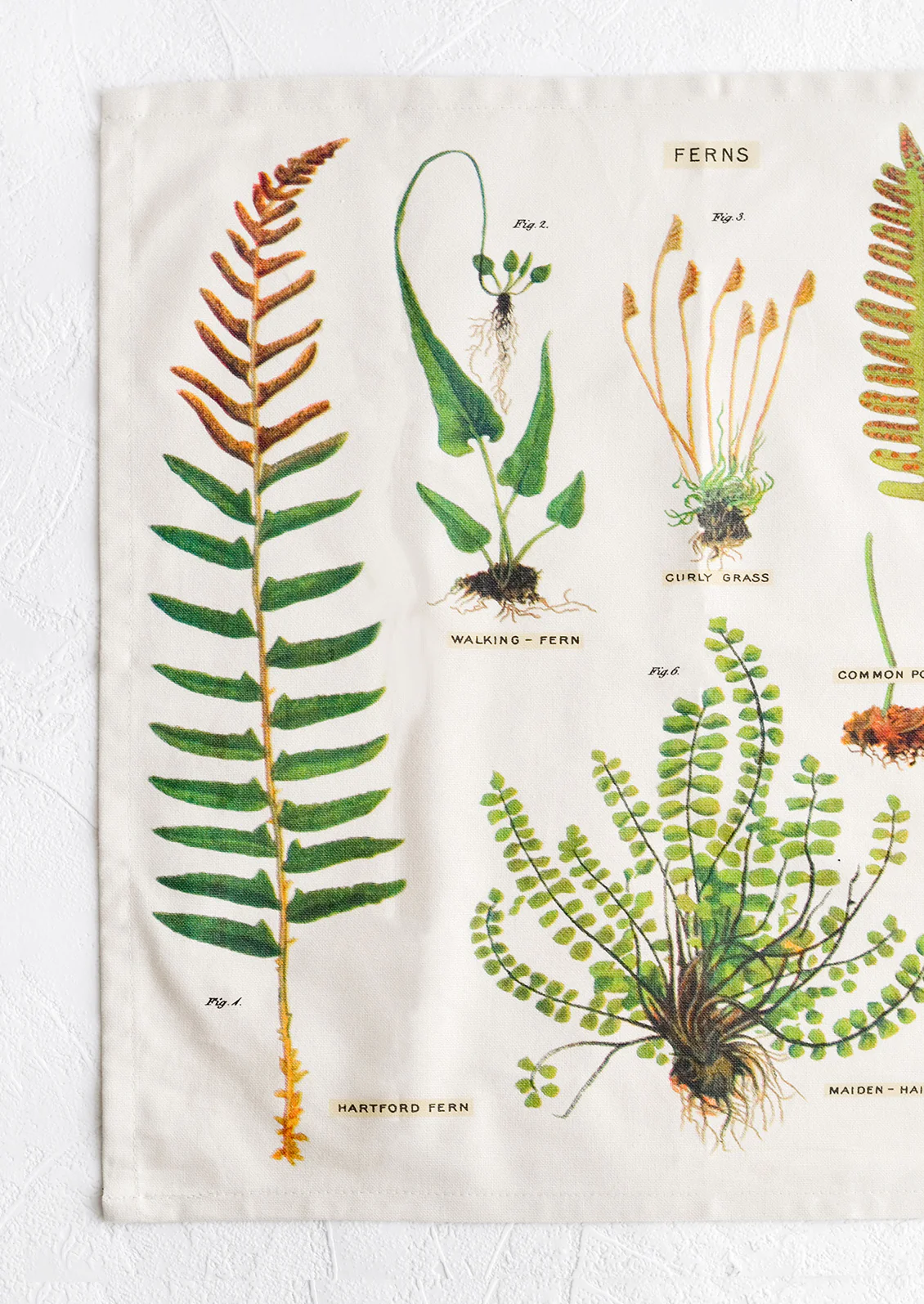 Fern Species Napkin Set - Image 3