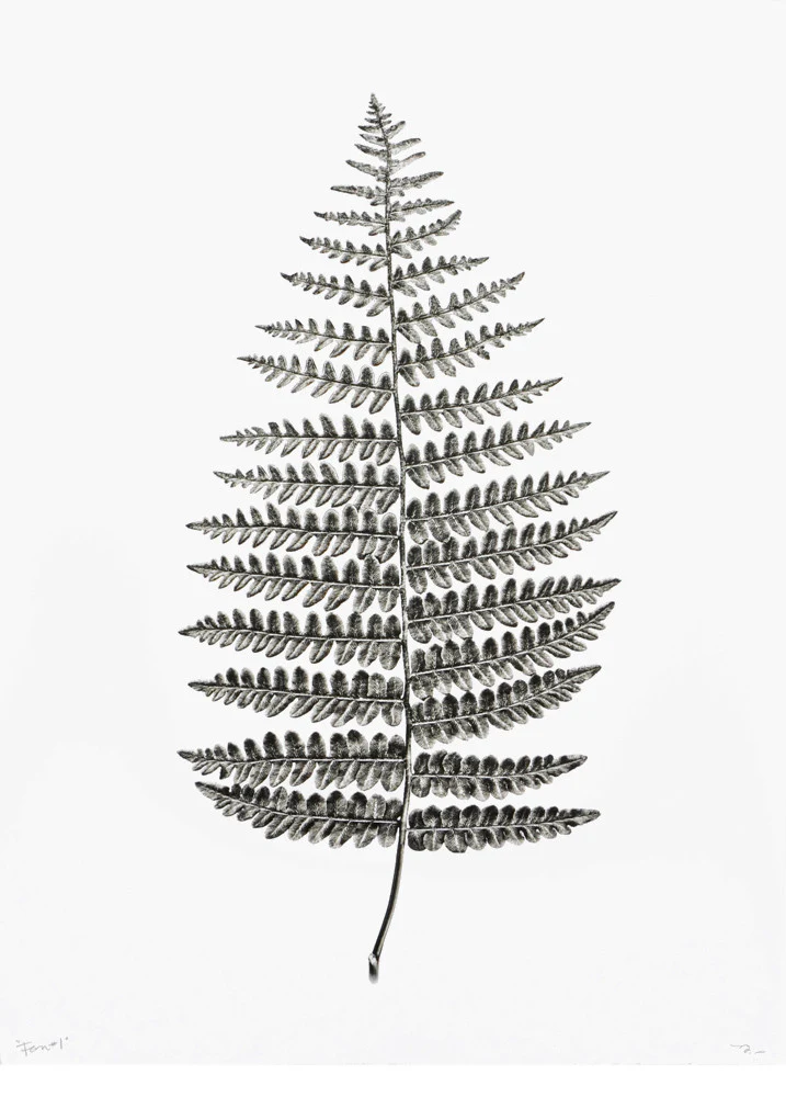 Fern Study #1 Print