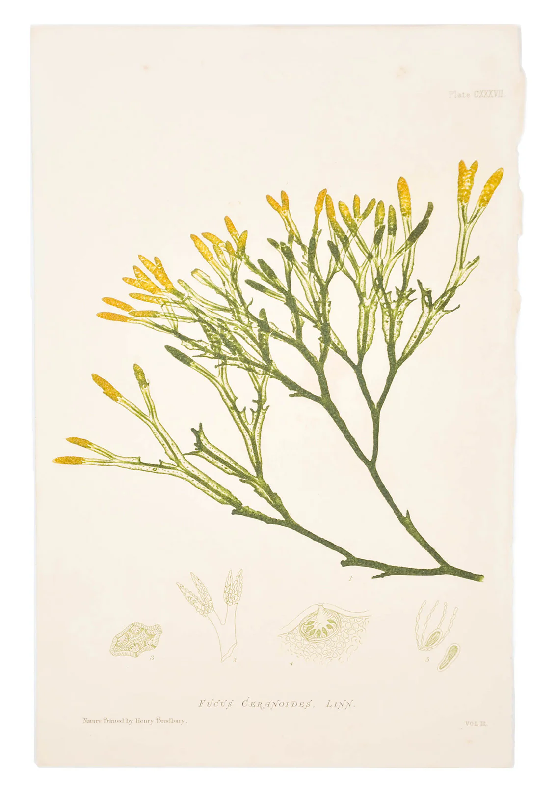 Fucus Ceranoides Seaweed Print, c. 1872
