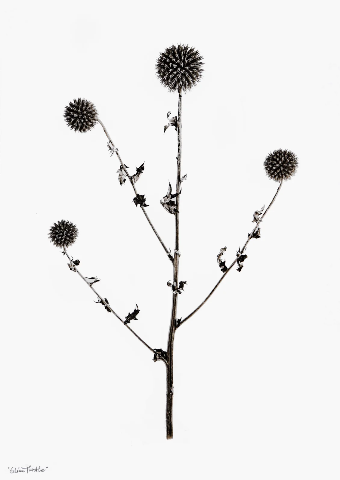 Globe Thistle Print