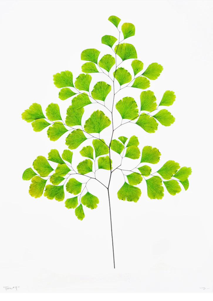 Green Fern #7 Poster Print