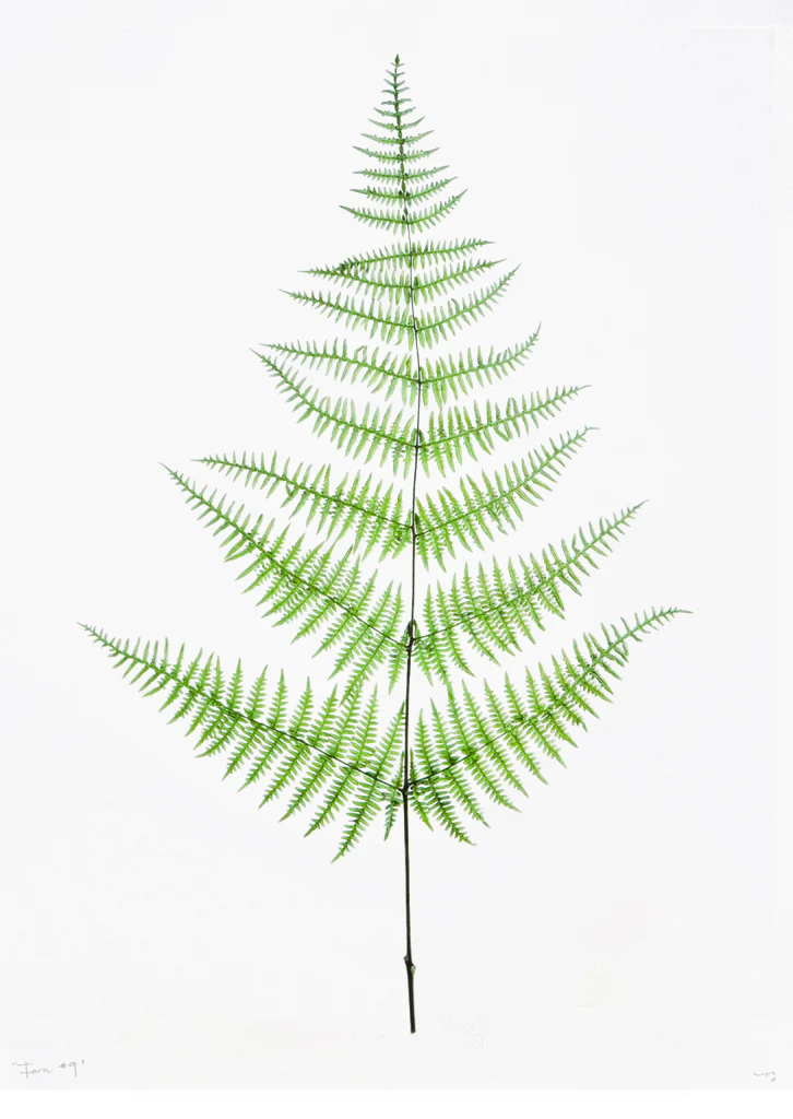 Green Fern #9 Poster Print