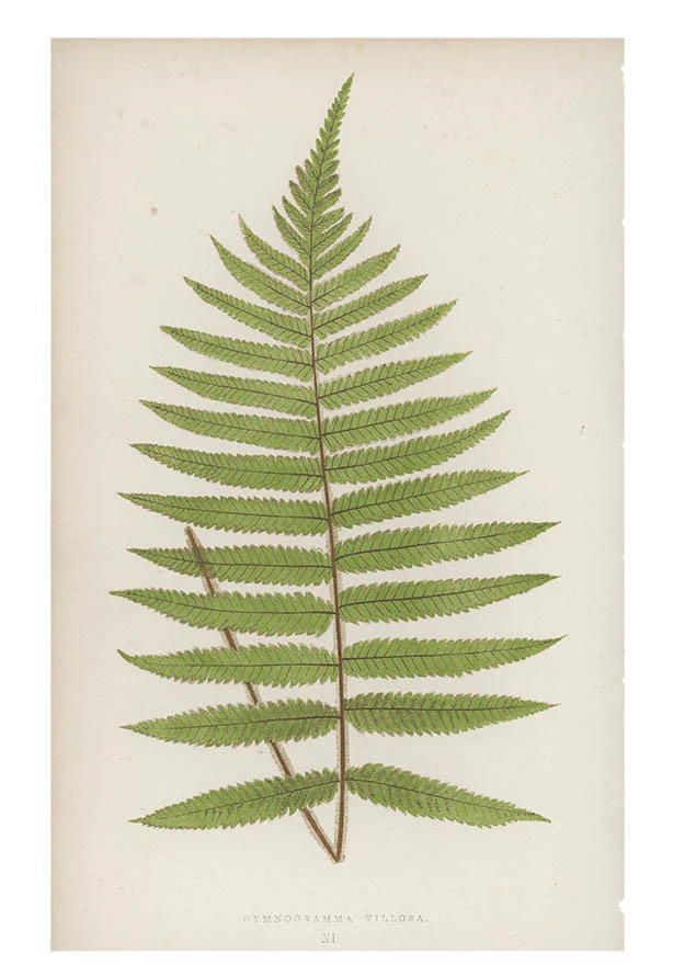Gymnogramma Villosa Fern Print, c. 1872