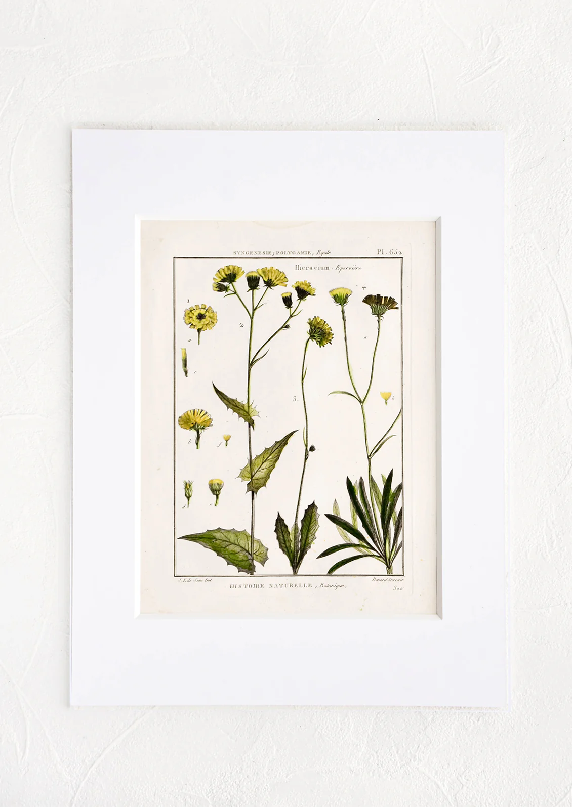 Histoire Naturelle Botanique Print, Hawkweed