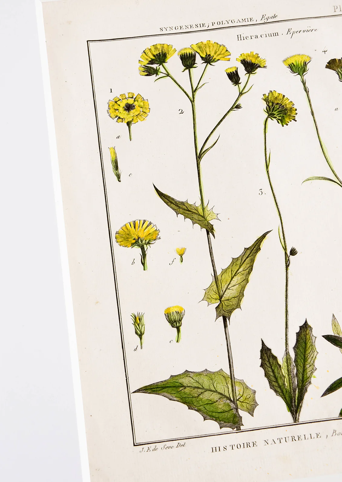 Histoire Naturelle Botanique Print, Hawkweed - Image 2