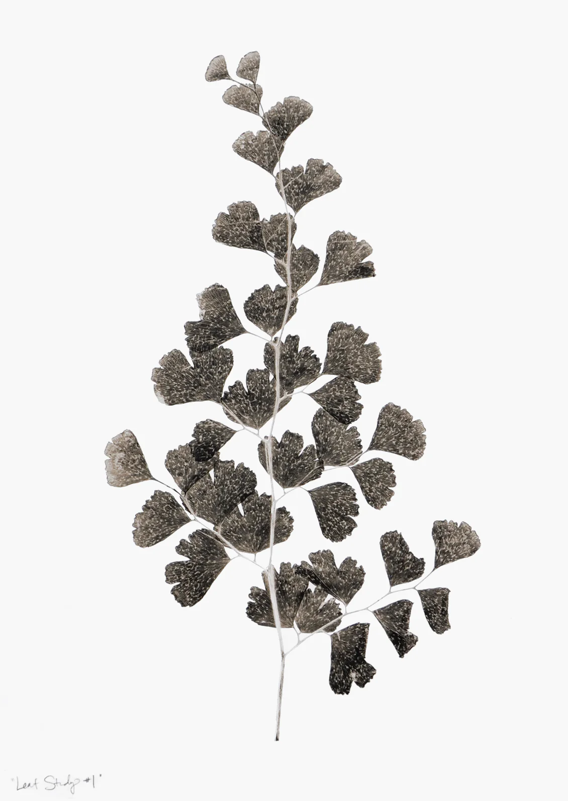 Leaf Study #1 Print