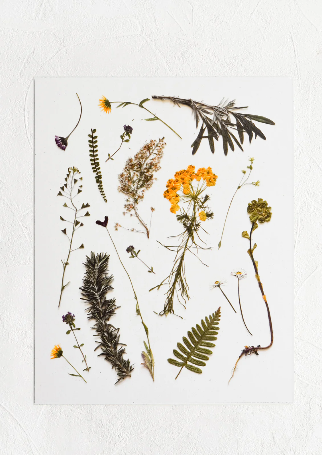 Olive Grove Pressed Floral Print