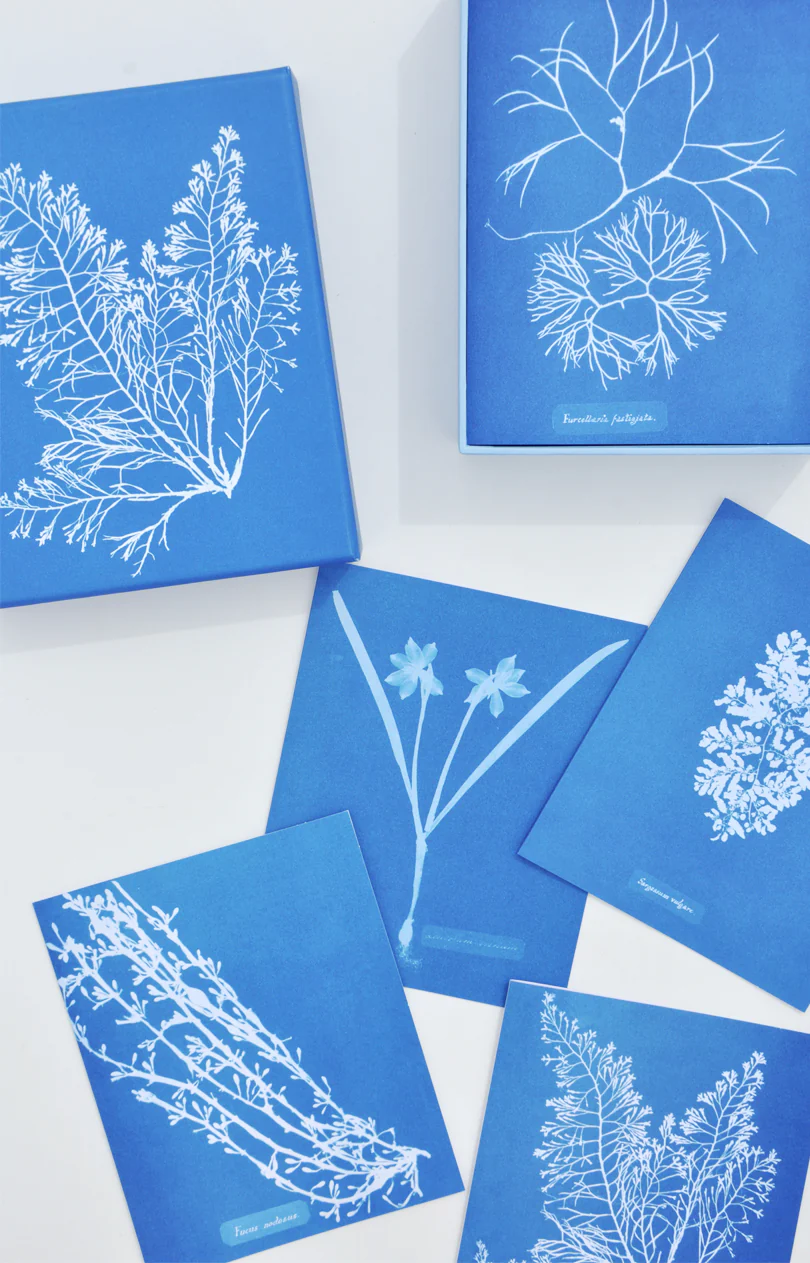 Sunprint Notecard Set