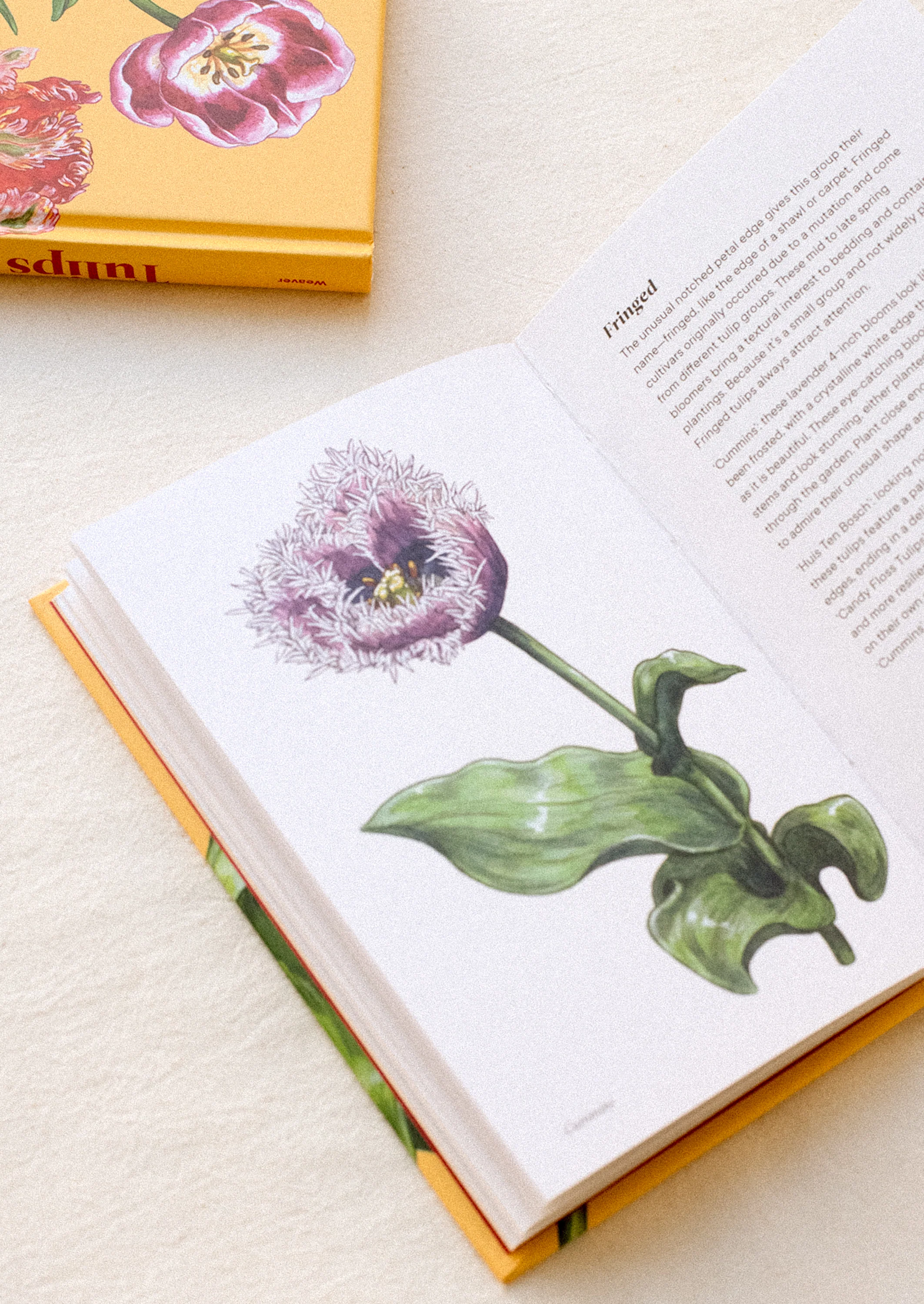 Tulips: A Little Book Of Flowers - Image 3