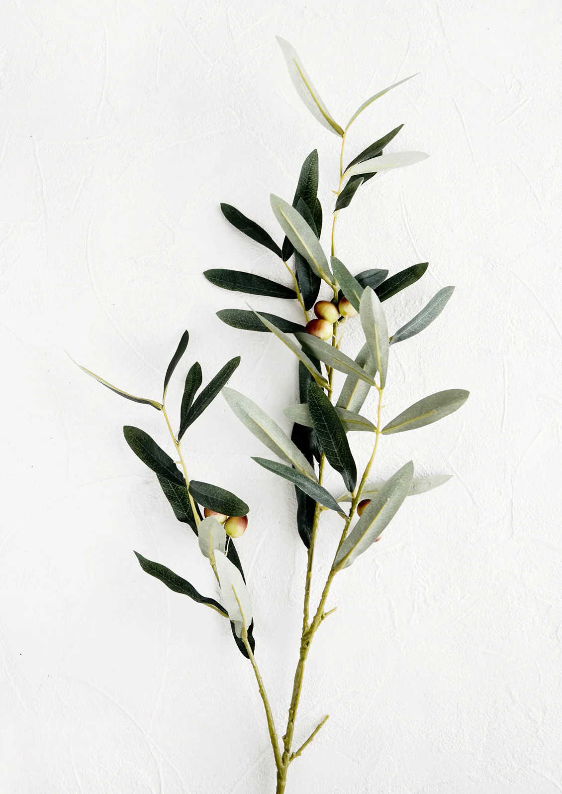 Tuscan Olive Stem