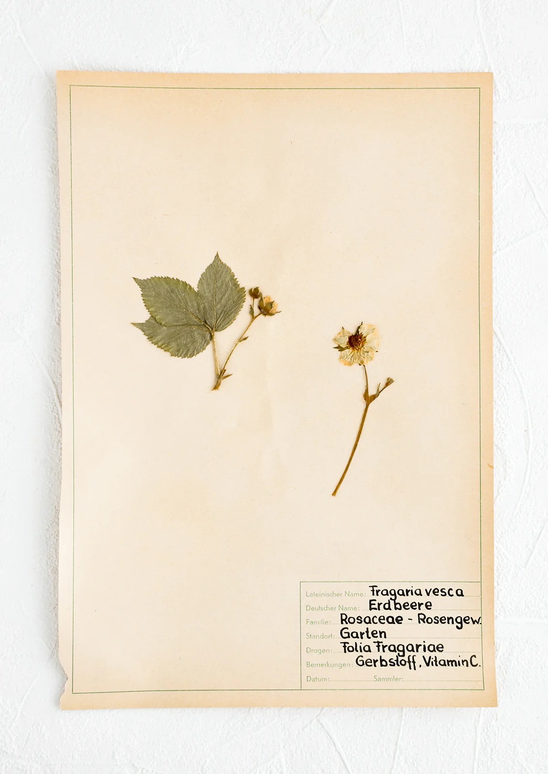 Vintage Dried Floral, Wild Strawberry