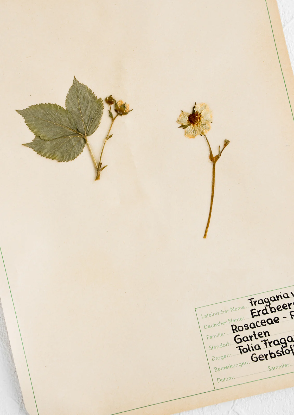 Vintage Dried Floral, Wild Strawberry - Image 2